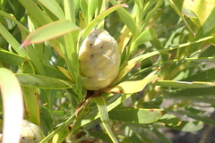 Alatosperma