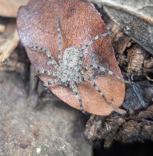 Selenops actophilus