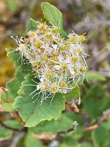 Spiraea stevenii, photograph 5