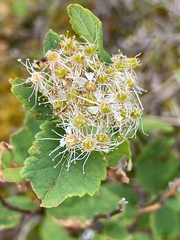 Spiraea stevenii, photograph (c) Donald Hampton, some rights reserved (CC BY-SA)