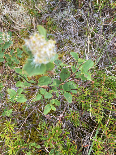 Spiraea stevenii, photograph 4