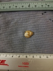 Pilosabia trigona