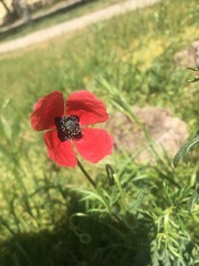 Papaver rhoeas
