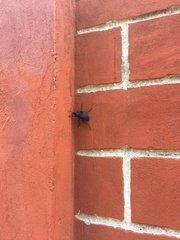 Carabus scabrosus tauricus