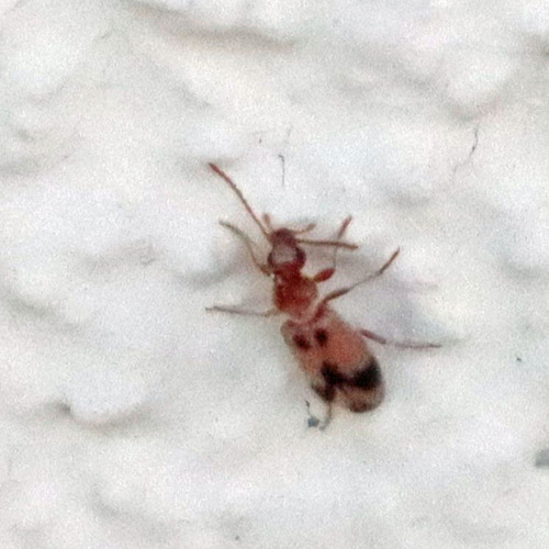 Notoxus calcaratus