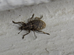 Curculionidae
