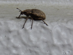 Curculionidae