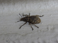 Curculionidae