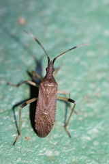 Dicranocephalus