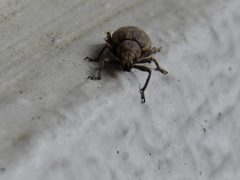 Curculionidae