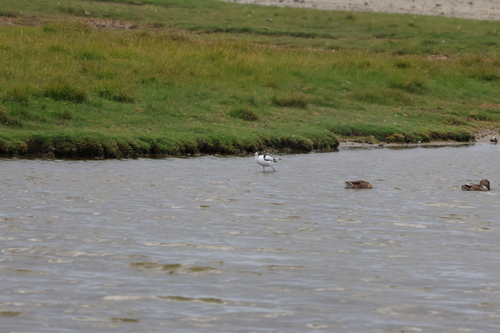 iNaturalist: (c) lu333, some rights reserved (CC BY-NC), uploaded by lu333 iNaturalist image