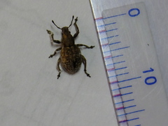 Curculionidae