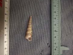 Turritella