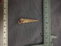 Turritella