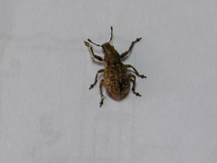 Curculionidae