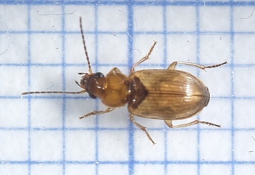 Bradycellus
