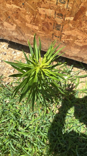 horseweed