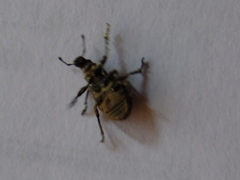 Curculionidae