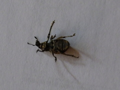 Curculionidae