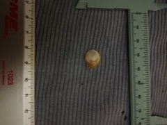 Pilosabia trigona