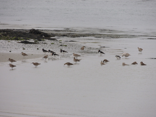 iNaturalist image