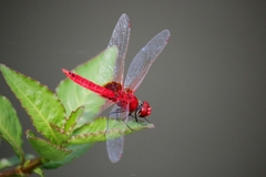Urothemis signata