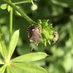 Dyroderes umbraculatus