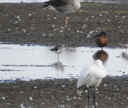 iNaturalist image