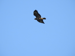Buteo buteo