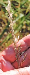 Arrhenatherum elatius