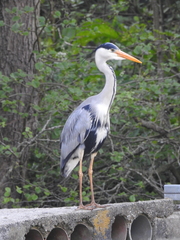Ardea cinerea