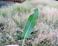 Rumex papillaris