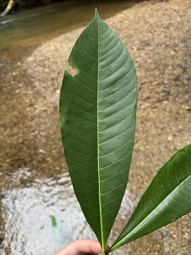 Alstonia spectabilis observed 2026-07-22