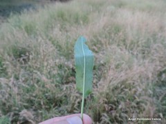 Rumex papillaris