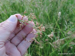 Juncus acutiflorus