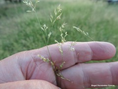 Agrostis castellana