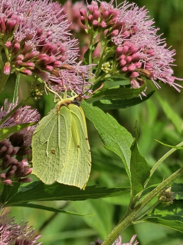 Common Brimstone