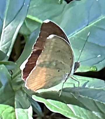 Common Blue-banded Forester