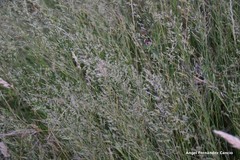 Agrostis castellana