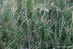 Cyperus longus