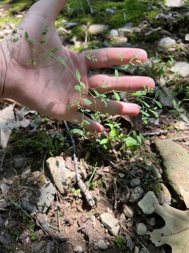 Paronychia canadensis, photograph 3