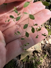 Paronychia canadensis, photograph author not stated, no rights reserved