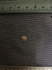 Pilosabia trigona
