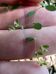 Paronychia canadensis, photograph author not stated, no rights reserved