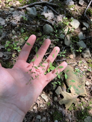 Paronychia canadensis, photograph 6