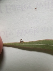 Crypsiphona ocultaria