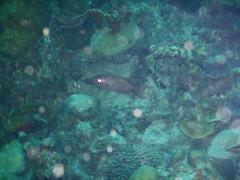 Heteropriacanthus cruentatus