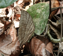 Amathuxidia amythaon