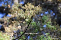 Arceuthobium oxycedri