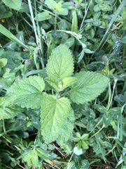 Melissa officinalis altissima